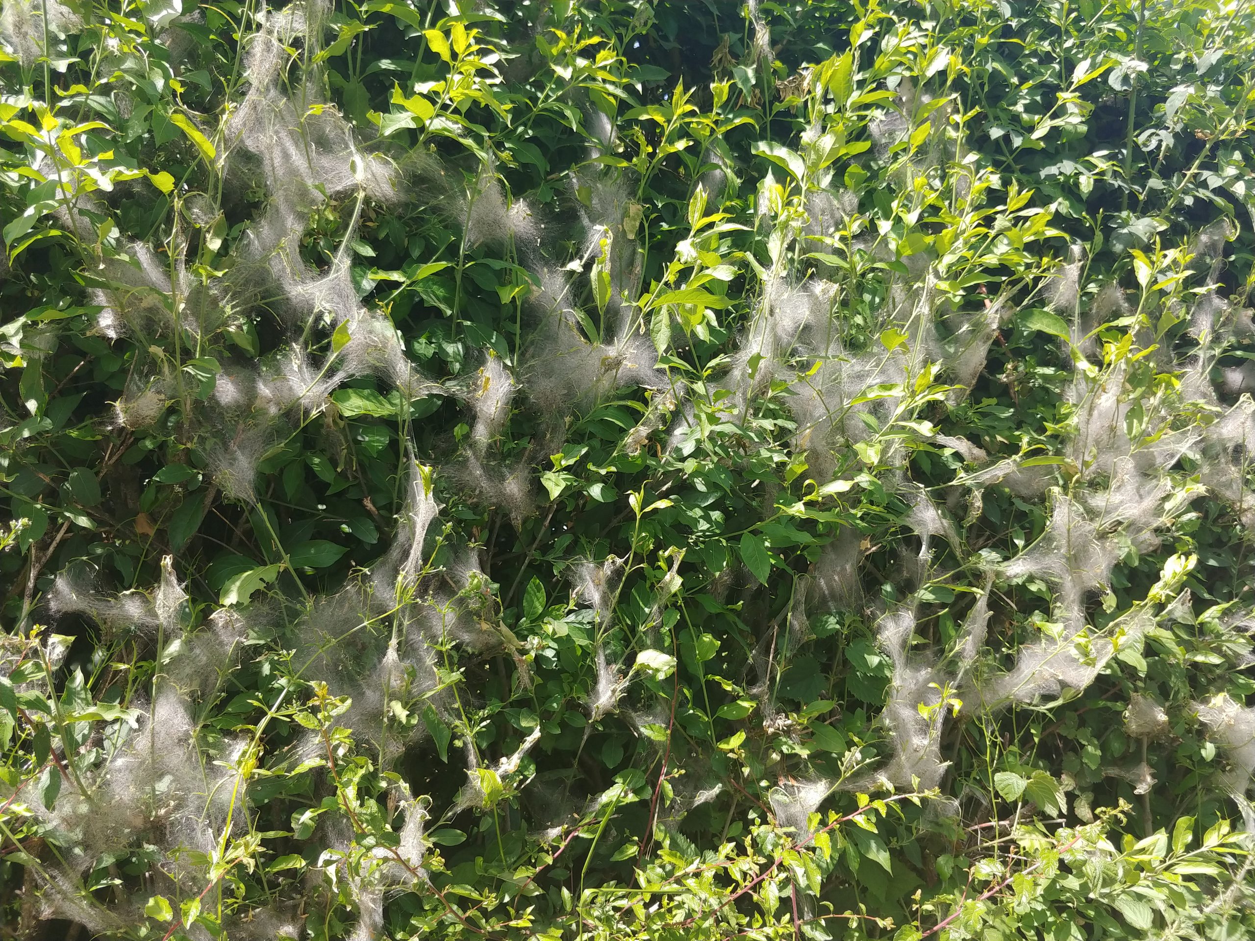 small ermine nests