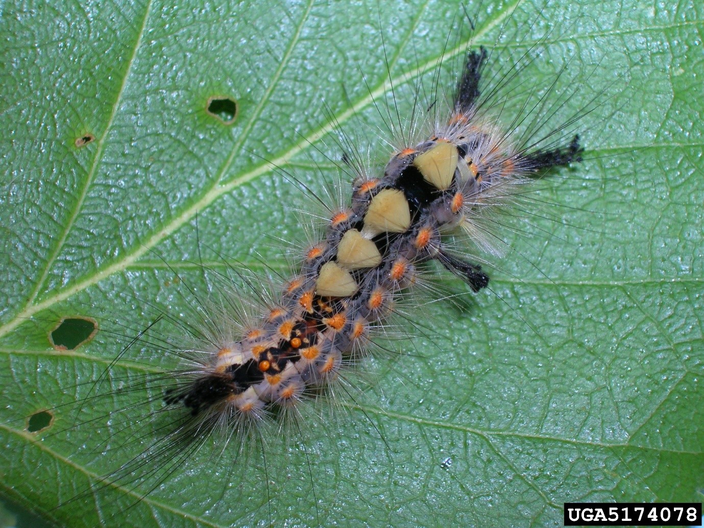 Vapourer moth caterpillar