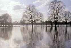 Parkland trees in a flooded landscape.