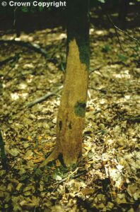mgsq_1007360_big