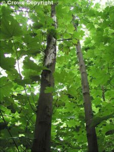mgsq_P5300122a_big