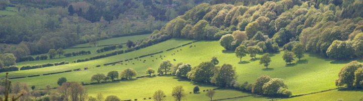 Forestry Header Success for Forest Research in UKRI Treescapes funding – 1