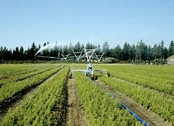 scch_nursery_irrigation.jpg