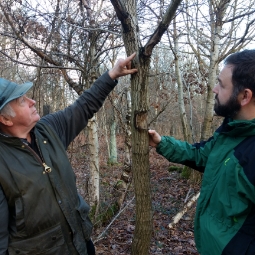 Managing a woodland with acute oak decline: Bell Coppice