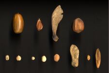 seed dsfig3