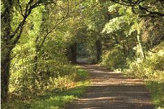 broadleaf_woodlands.jpg