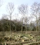 coppice_with_standards.jpg