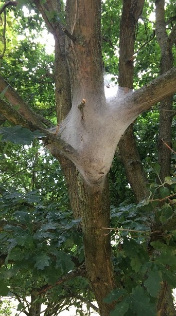 Image of a nest of OPM caterpillars, taken by Andrew Hoppit (FC).