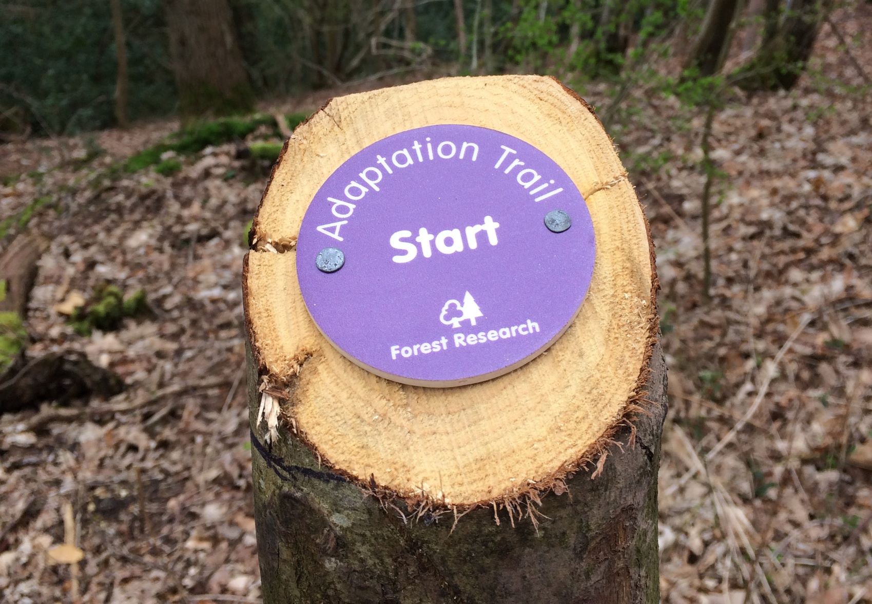 A circular sign, in Forest Research colours and mounted on a cut end of a vertical standing log, indicating the start of the Adaptation Trail at Alice Holt.