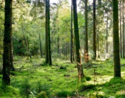 New to woodland management?