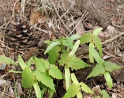 Natural regeneration