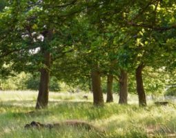 Tree provenance