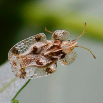 Climate change and insect pests