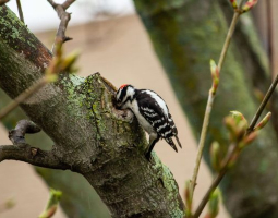 Wildlife & Biodiversity