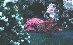 sunw_garden.jpg