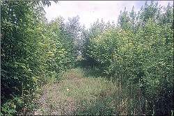 Trees and grass growing in a reclaimed landfill site