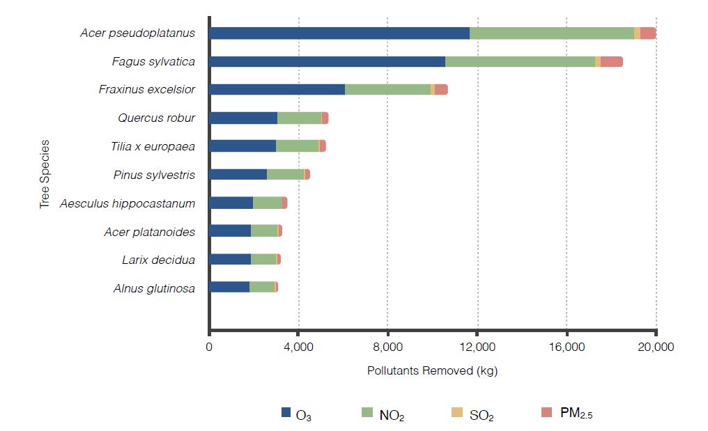 Graph showing the contribution of abundant tree species to air pollution removal in Belfast. Acer pseudoplatanus removes the most air pollution.
