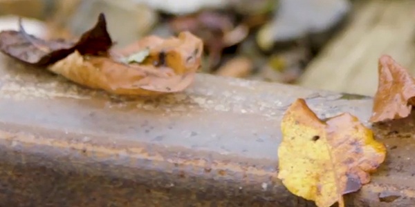 adhesion-autumn-leaves-on-the-track-600x300