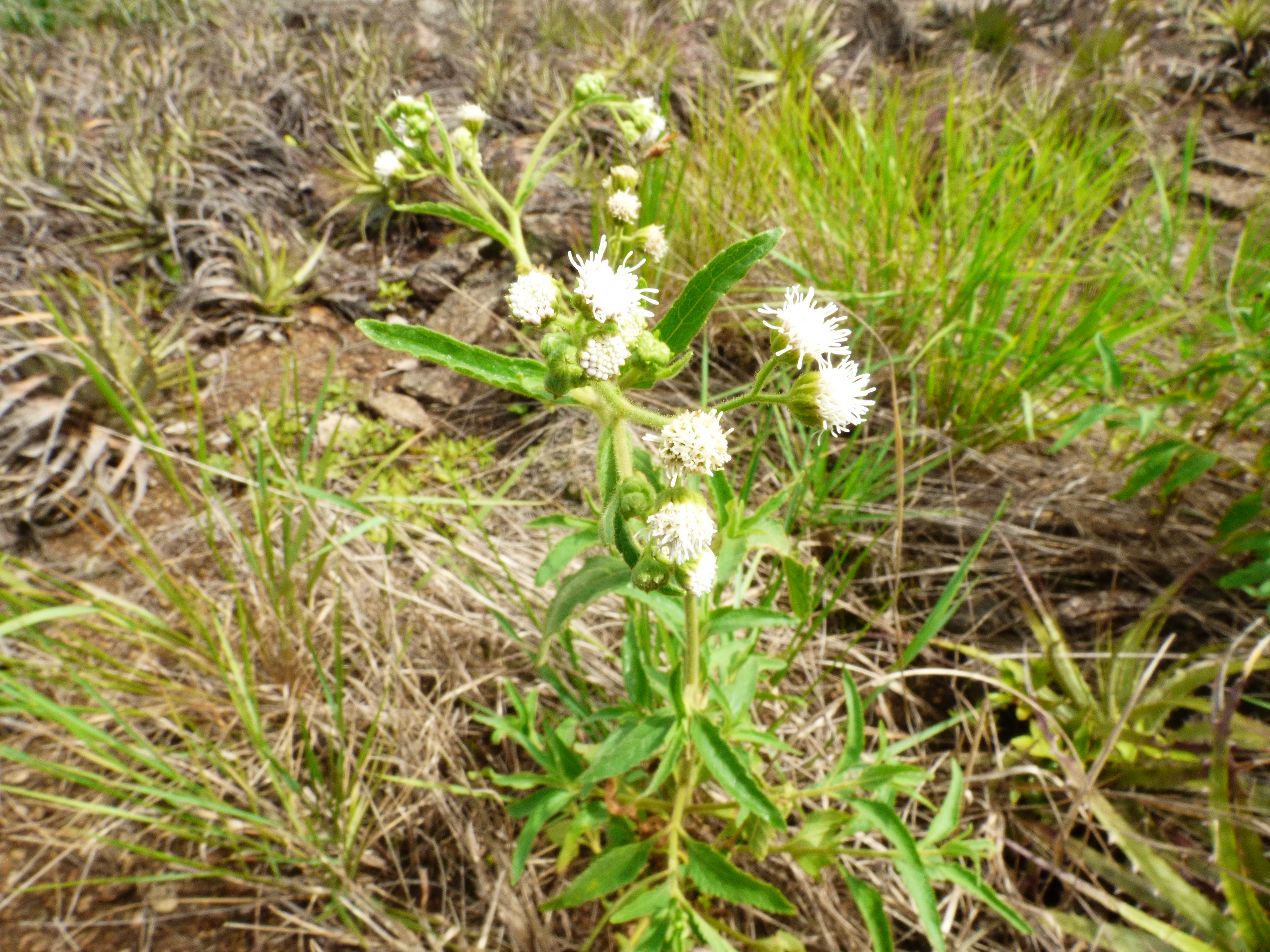 Neocuatrecasia epapposa, especie endémica considerada Vulnerable
©Proyecto Iniciativa Darwin (26-024)