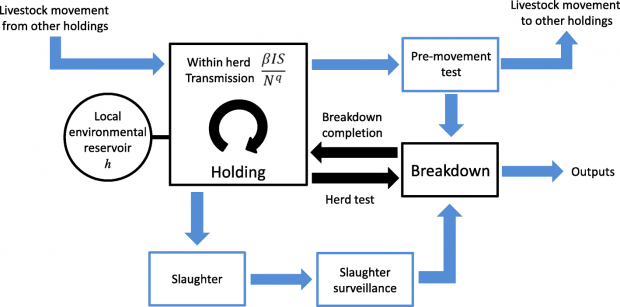 Flow diagram showing the Bovine Tuberculosis Model for England and Wales
