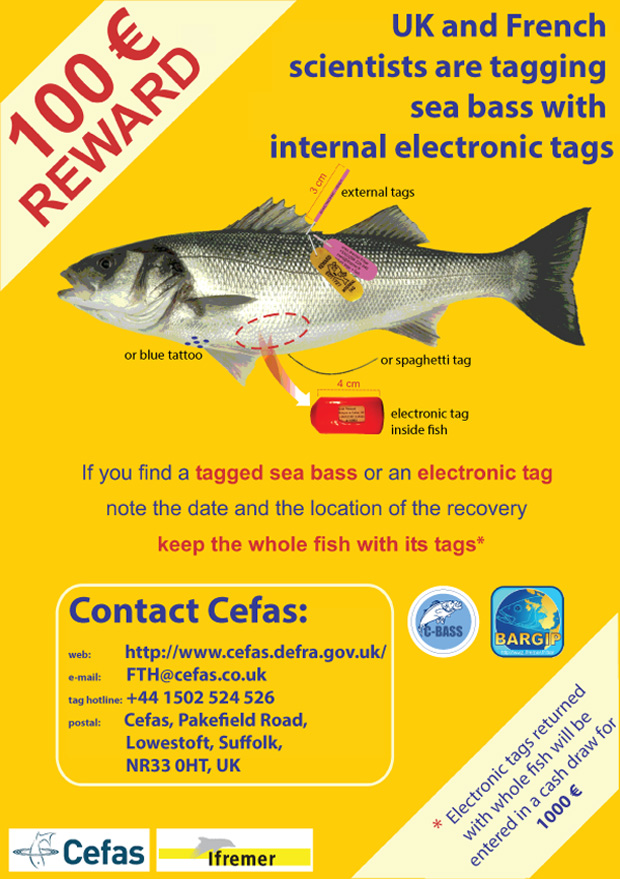 Return tagged Sea Bass for a reward