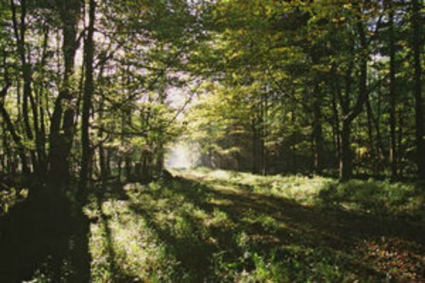 A picture of a forest with the sun shining through the branches