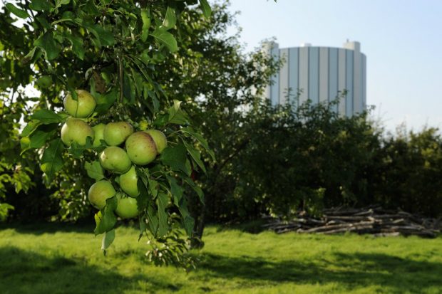 Apples on a tree with a nuclear power station in the background