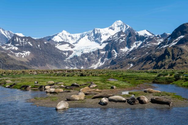 seals sleeping on a bed of grass with mountains in the background