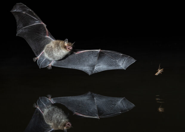 • A Daubenton's bat hunting an insect at night. Credit: Paul Colley via iStock/Getty Images