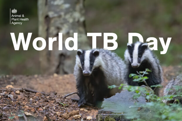 Two badgers in a woodland setting with the text, "World TB Day" alongside the APHA logo.
