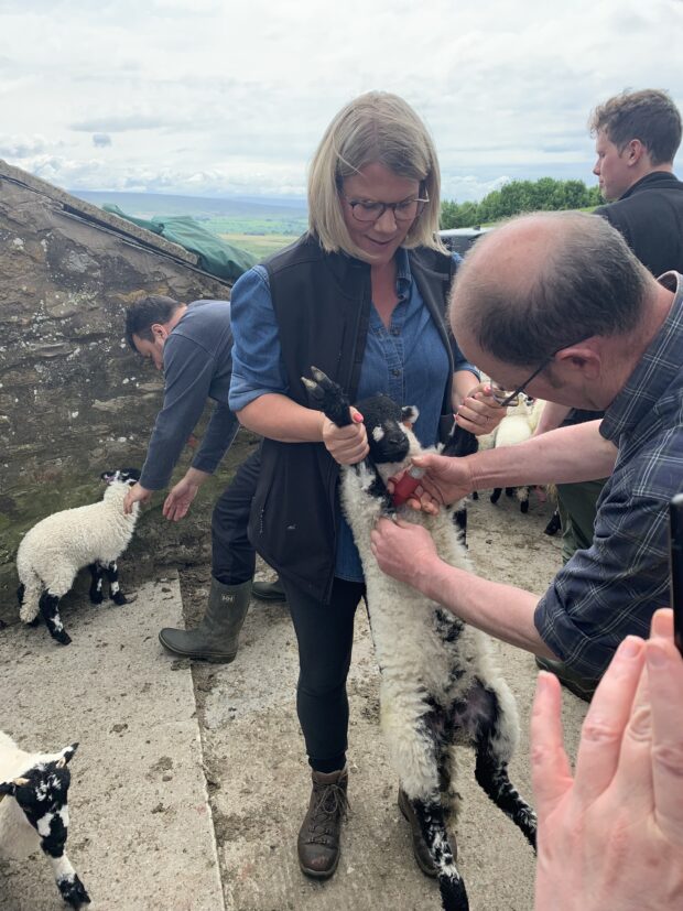 Photograph of Marie Hardeman holding a lamb while the farmer injects the lamb with a vaccination