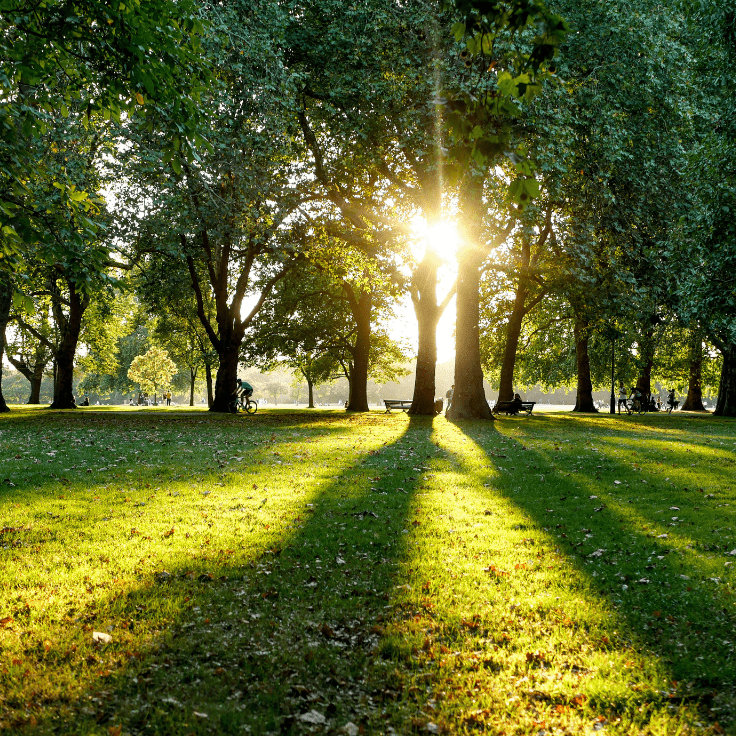 Trees in Hyde Park