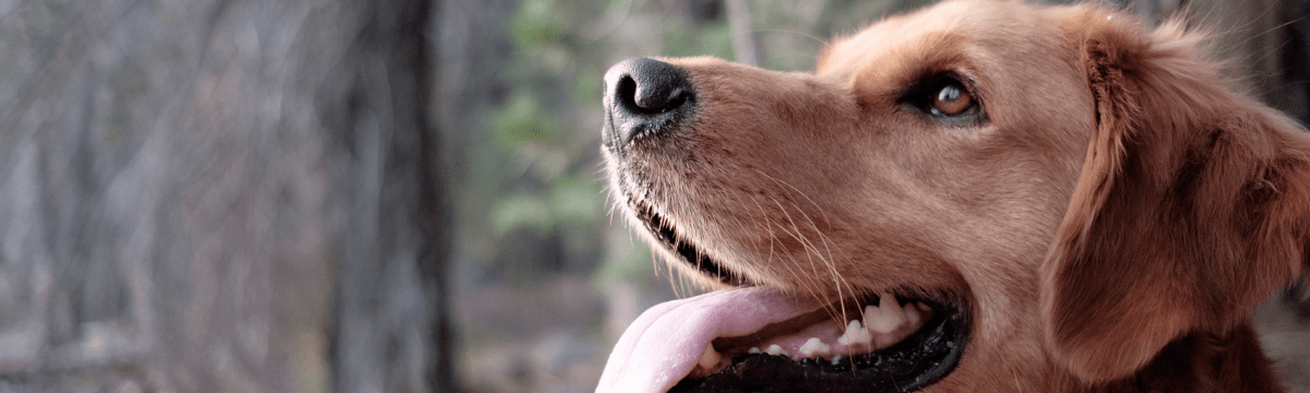 assistance dogs