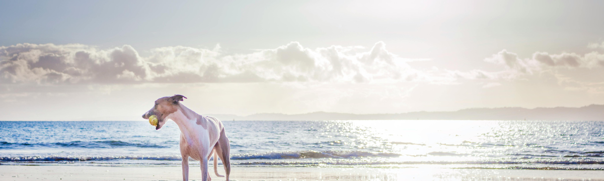 A dog on the beach