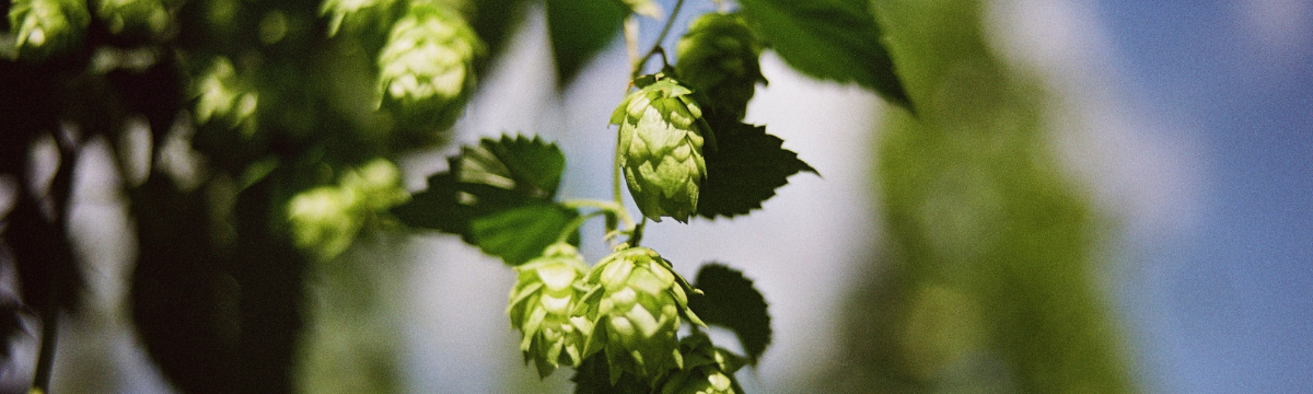 Leaves on a tree