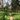 An image of trees in a forrest
