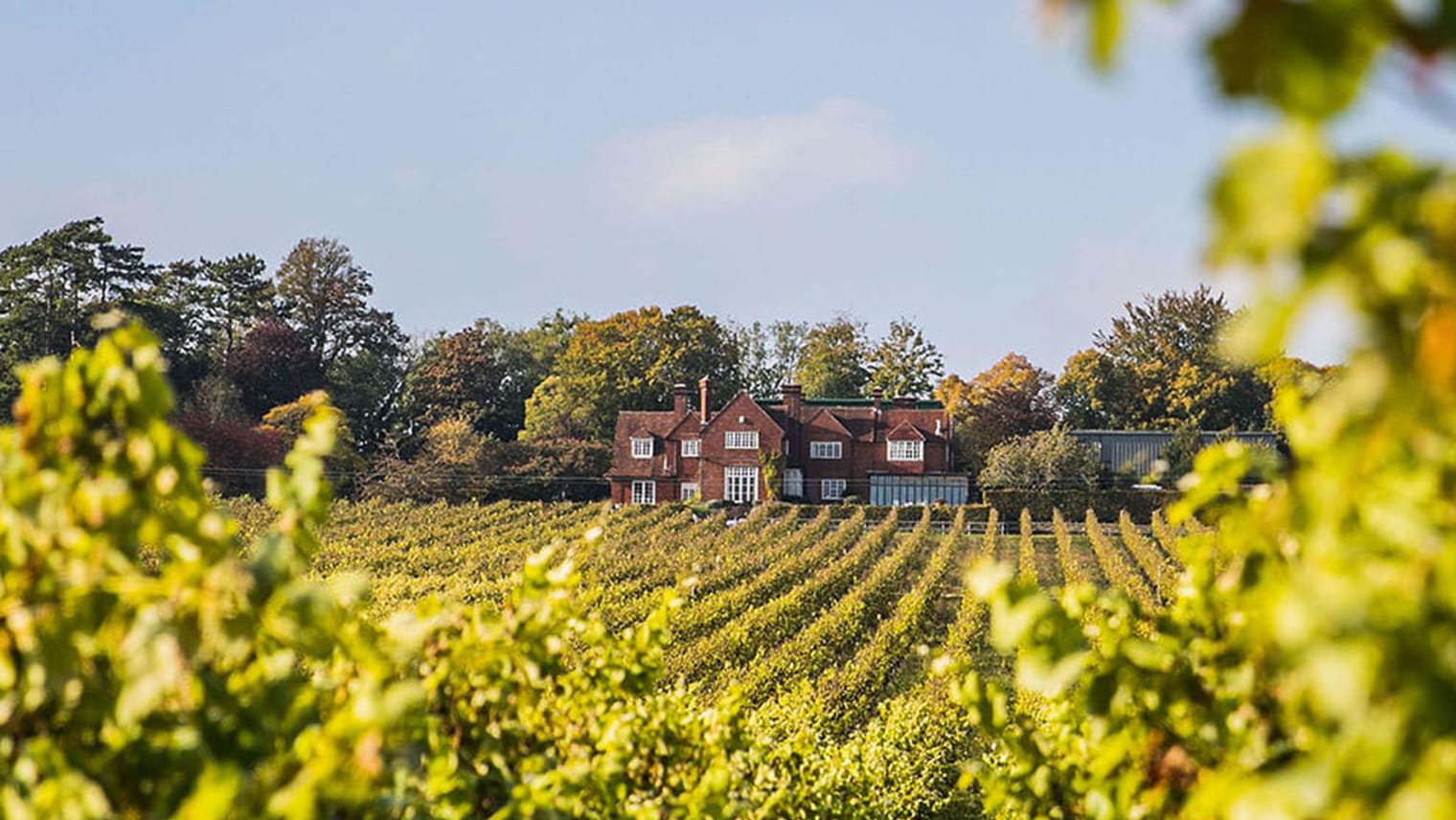 Hambledon Vineyard