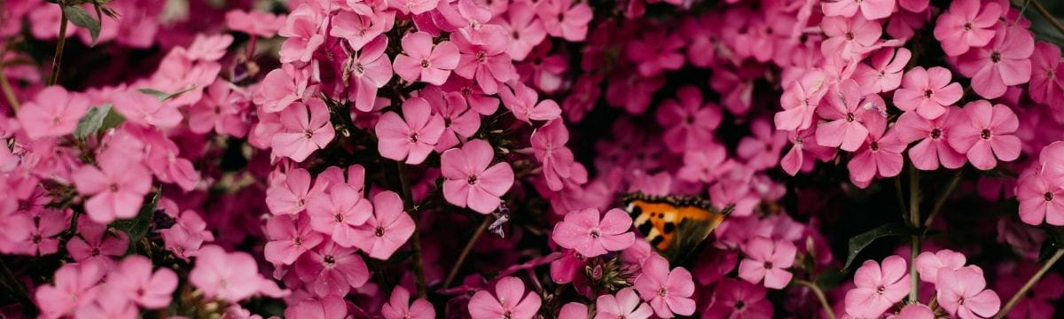 Alternatives to the Hampton Court Flower Show