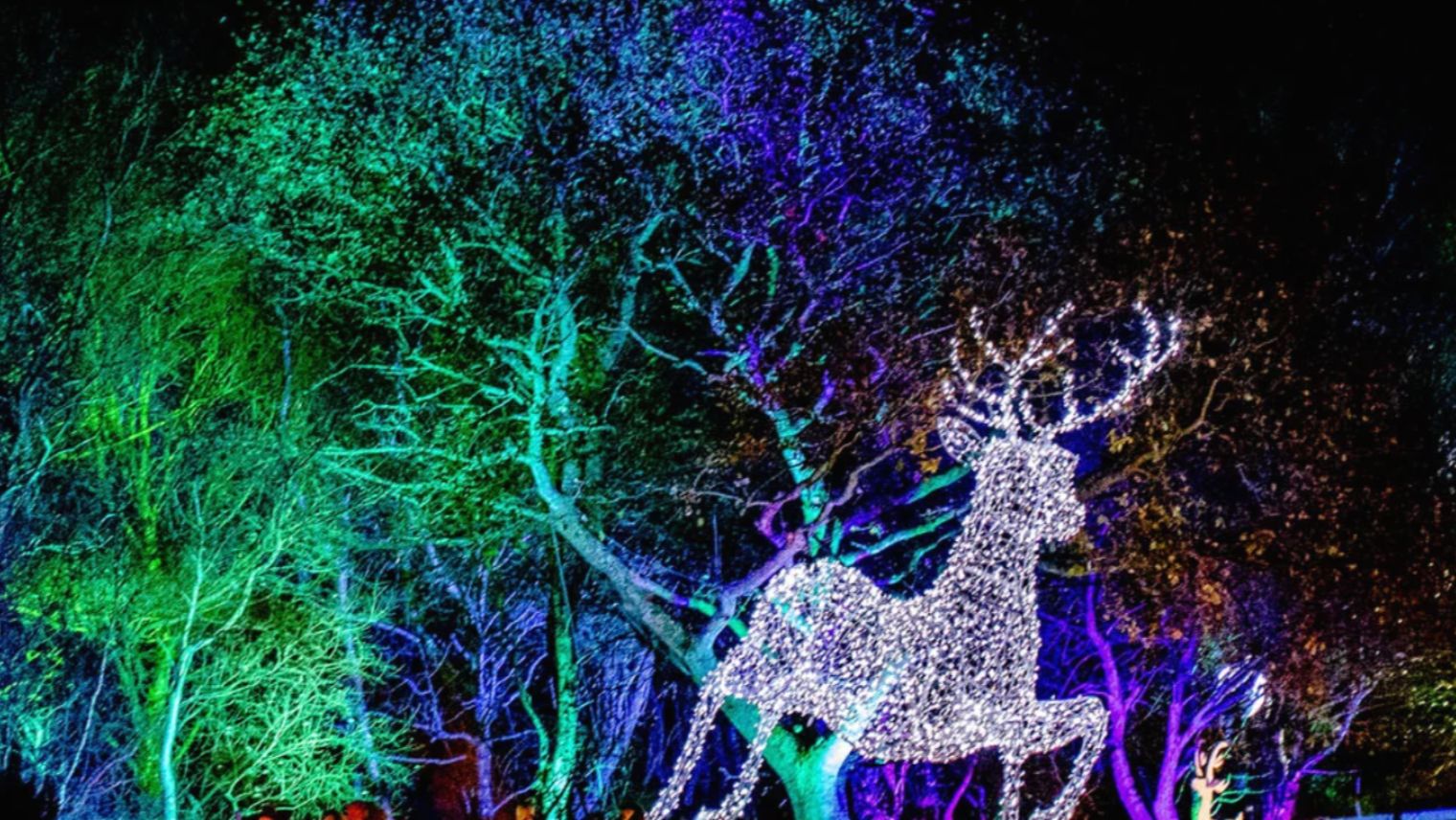 Festive lights