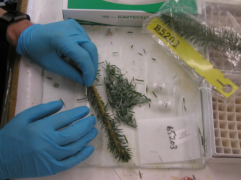 DNA sampling