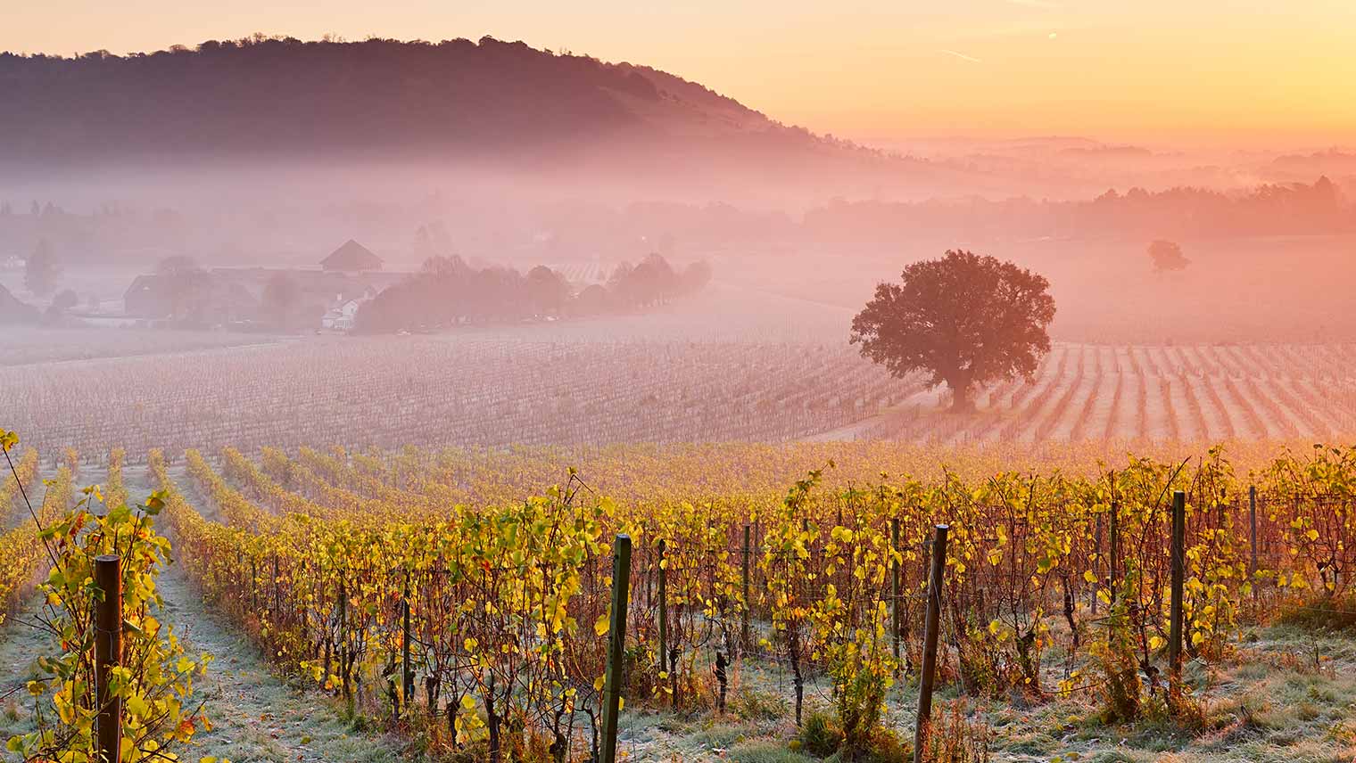 Denbies