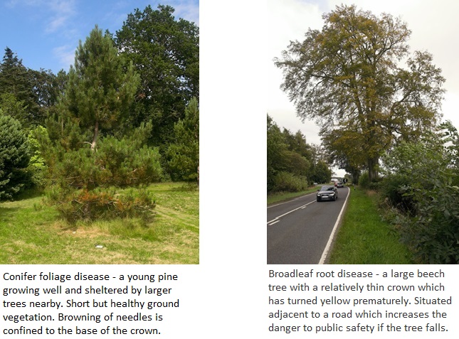 trees in context with wording.jpg