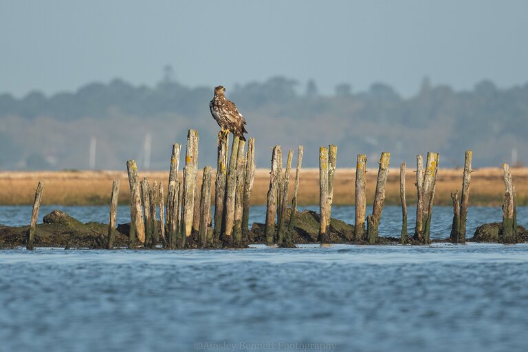 white-tailed eagle perching on wooden post beside open water