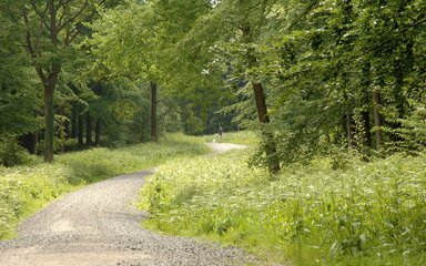 Walk in the forest