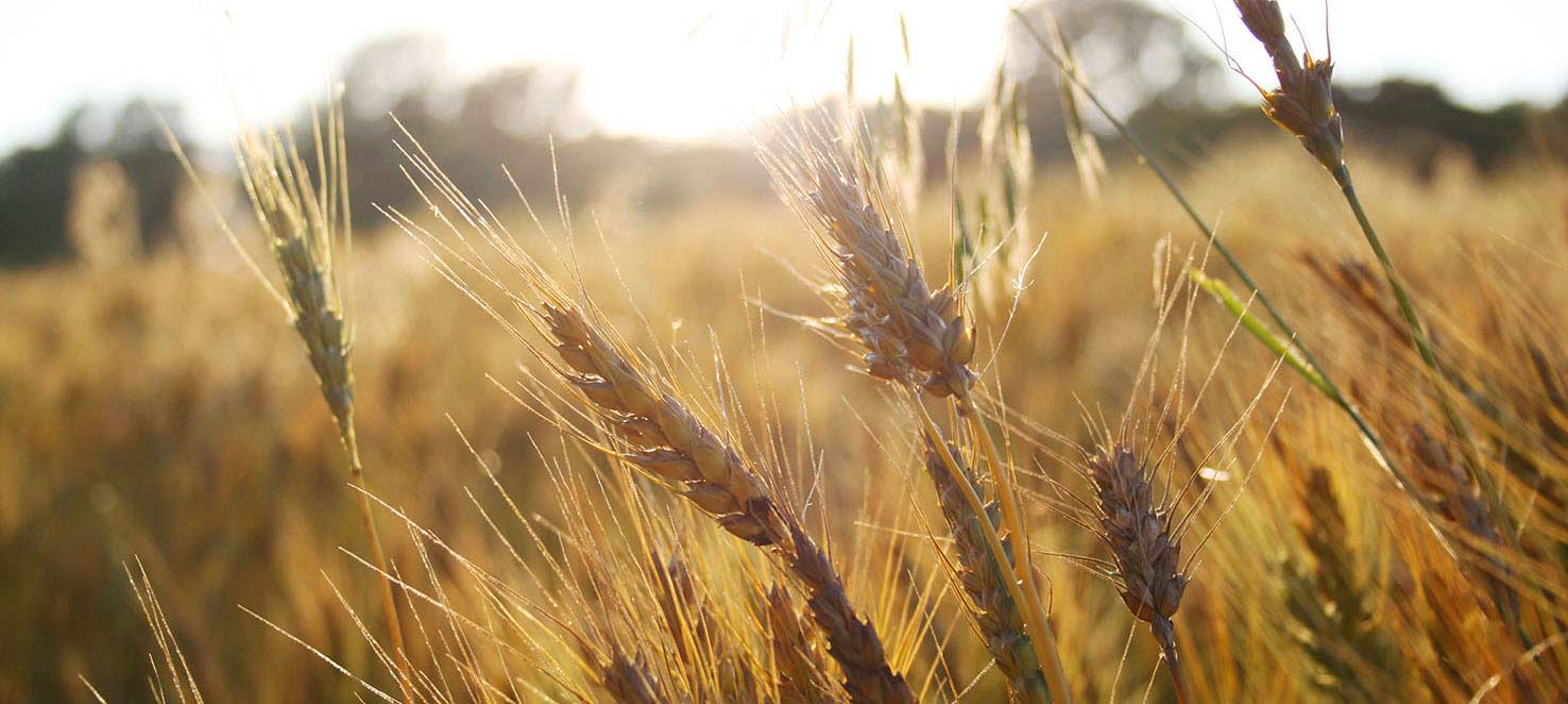 Wheatfield