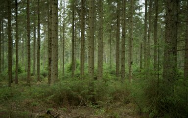 conifer woodland