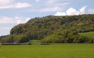 Whitbarrow forest hills