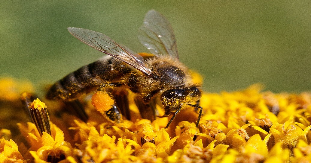 The railway and our pollinators