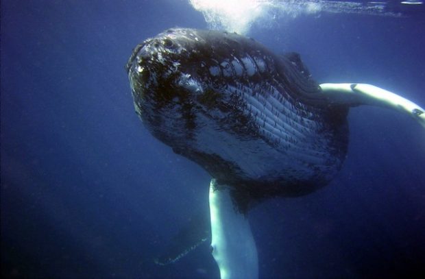 Image of a whale expelling air underwater.
