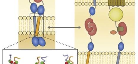 A diagram of FLRT protein interactions, taken from the research paper.